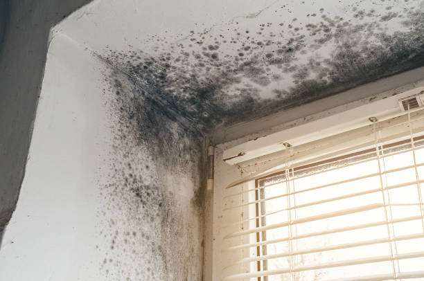 Affordable Mold Remediation solutions in Cape Charles, VA