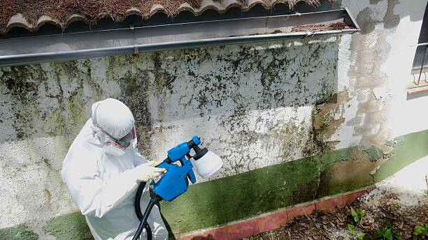 Top rated local Mold Remediation specialists in Cape Charles, VA